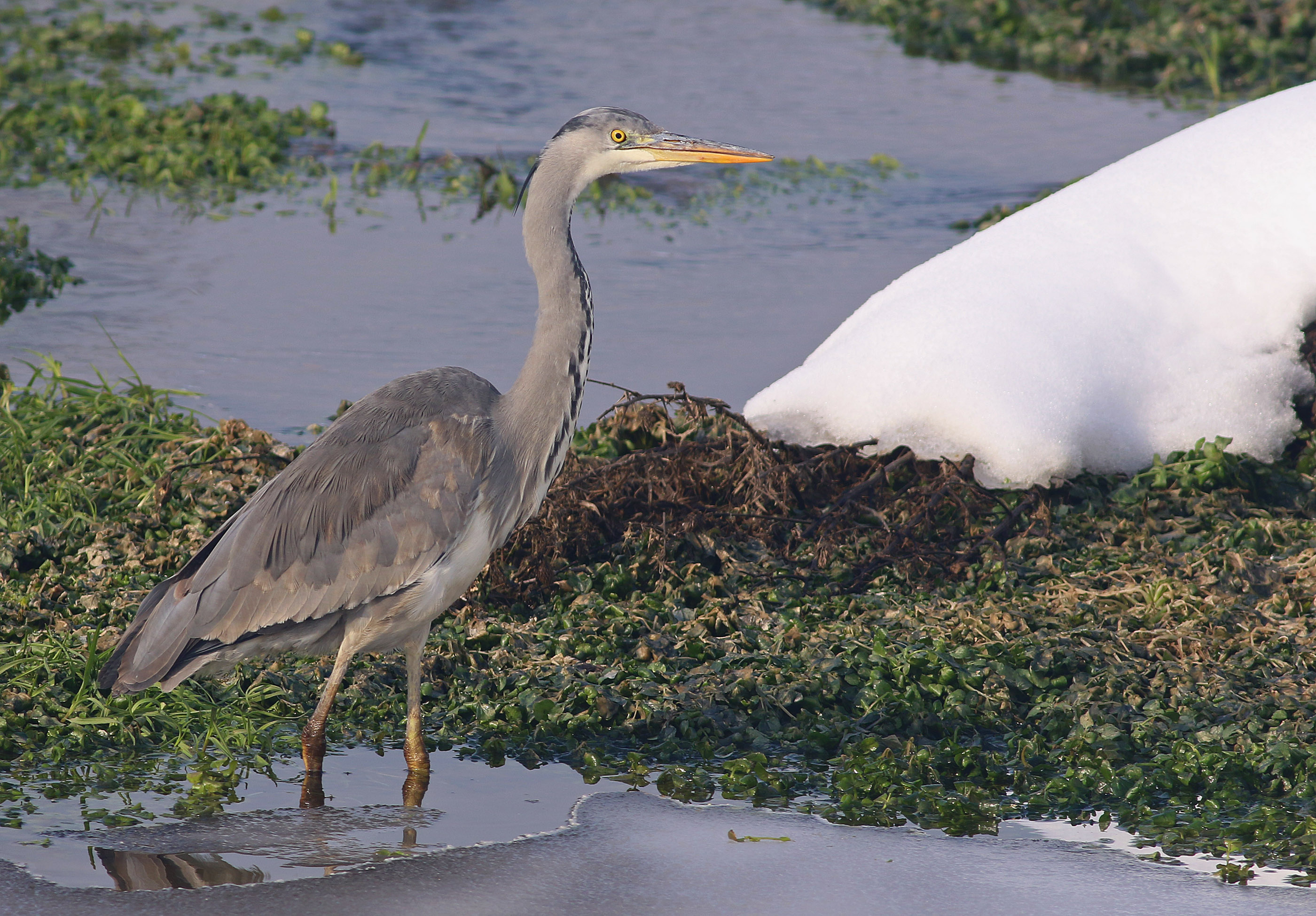 Gray Heron